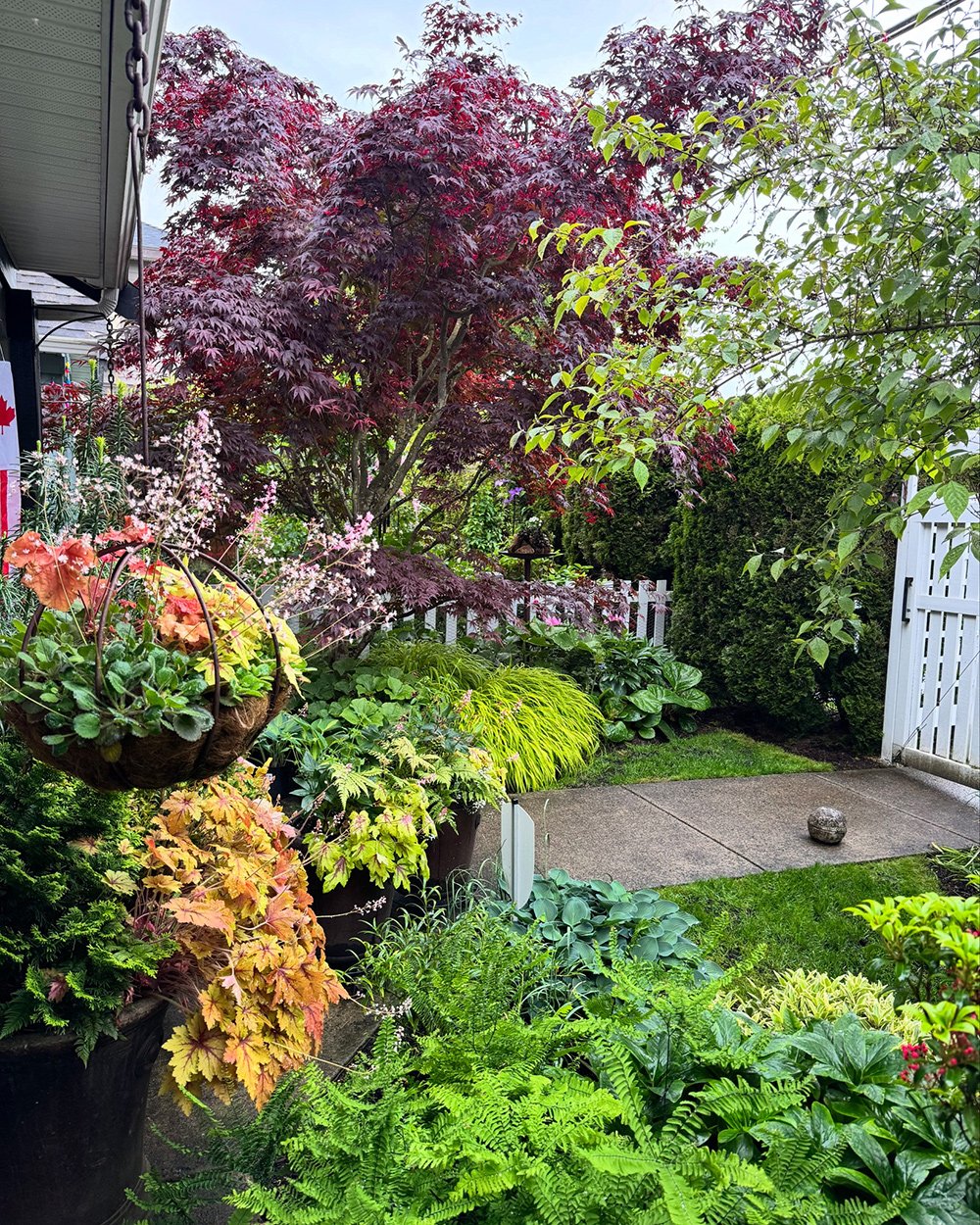 colorful foliage plants in small garden