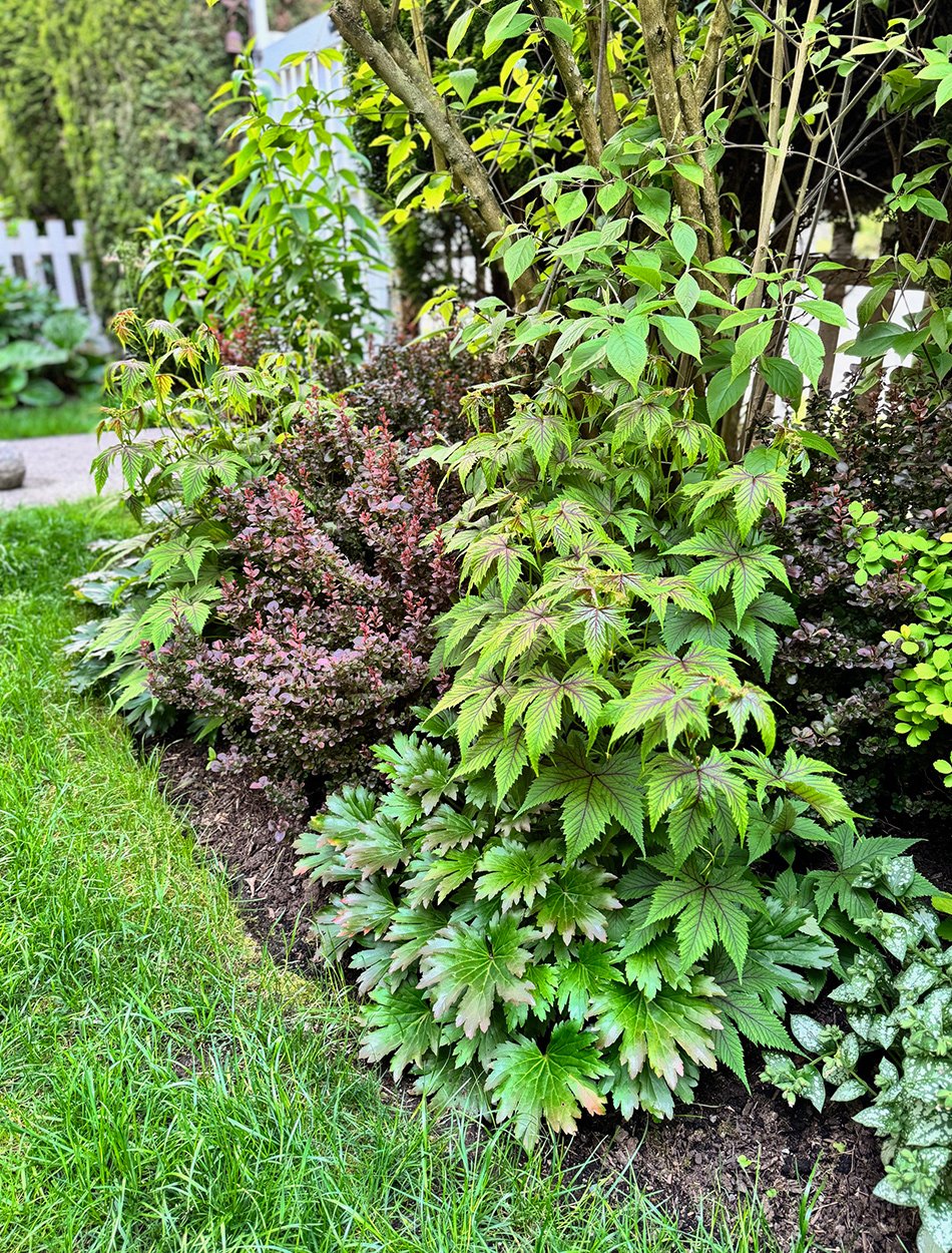 more colorful foliage plants