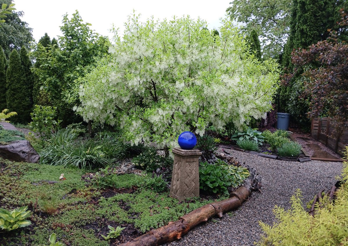 tree with fluffy white flowers
