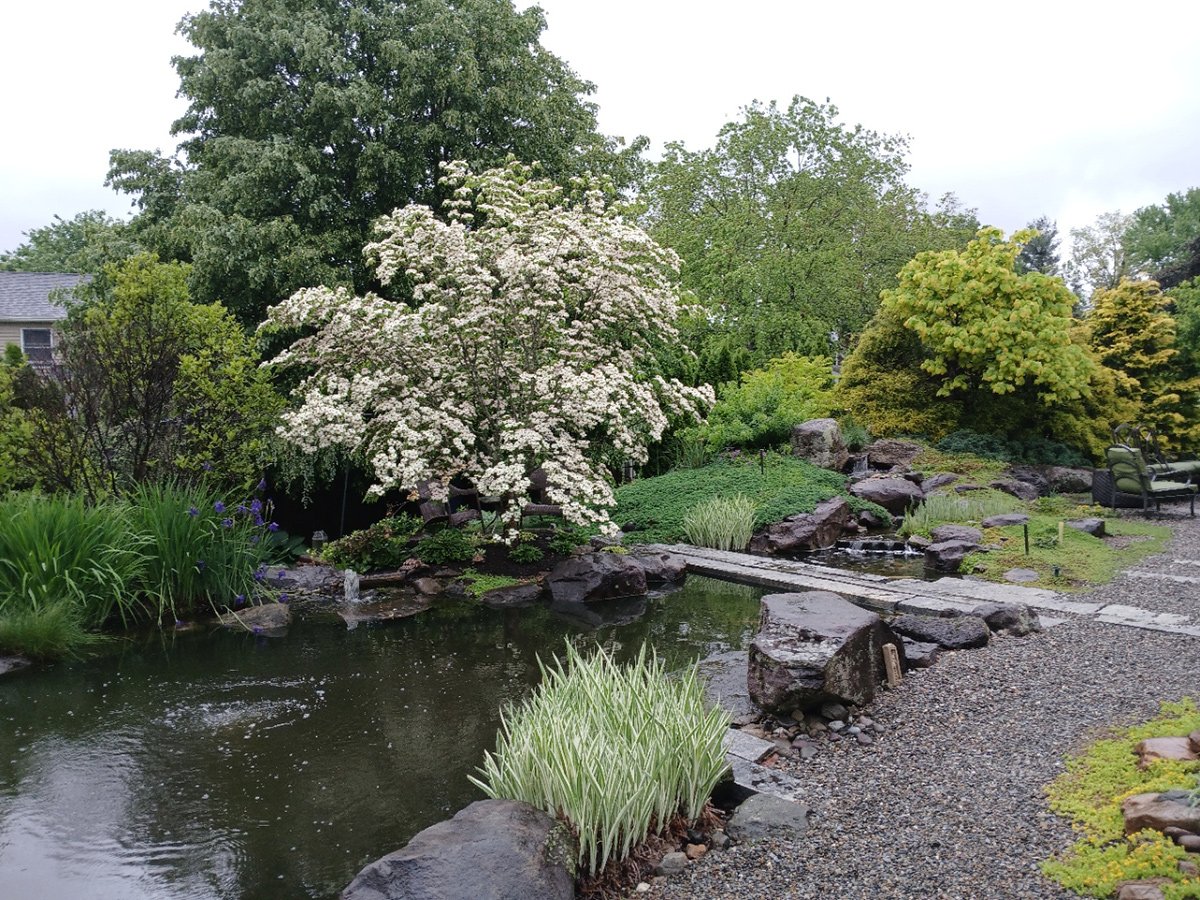flowering tree next to garden pond
