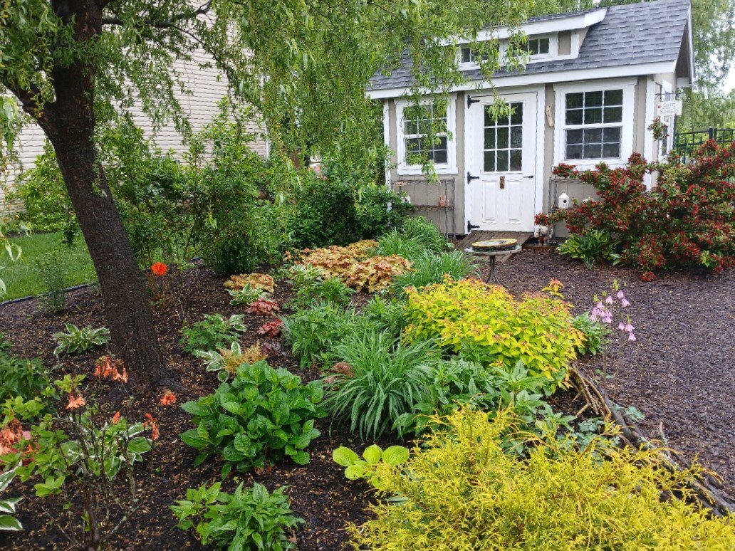 shade garden next to shed