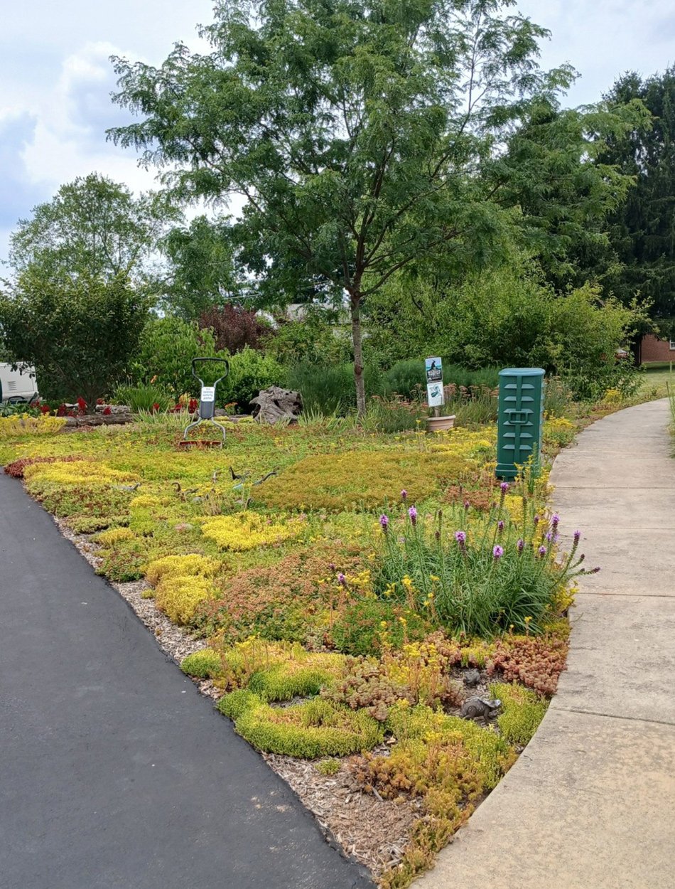 narrow meadow planting with low-growing plants