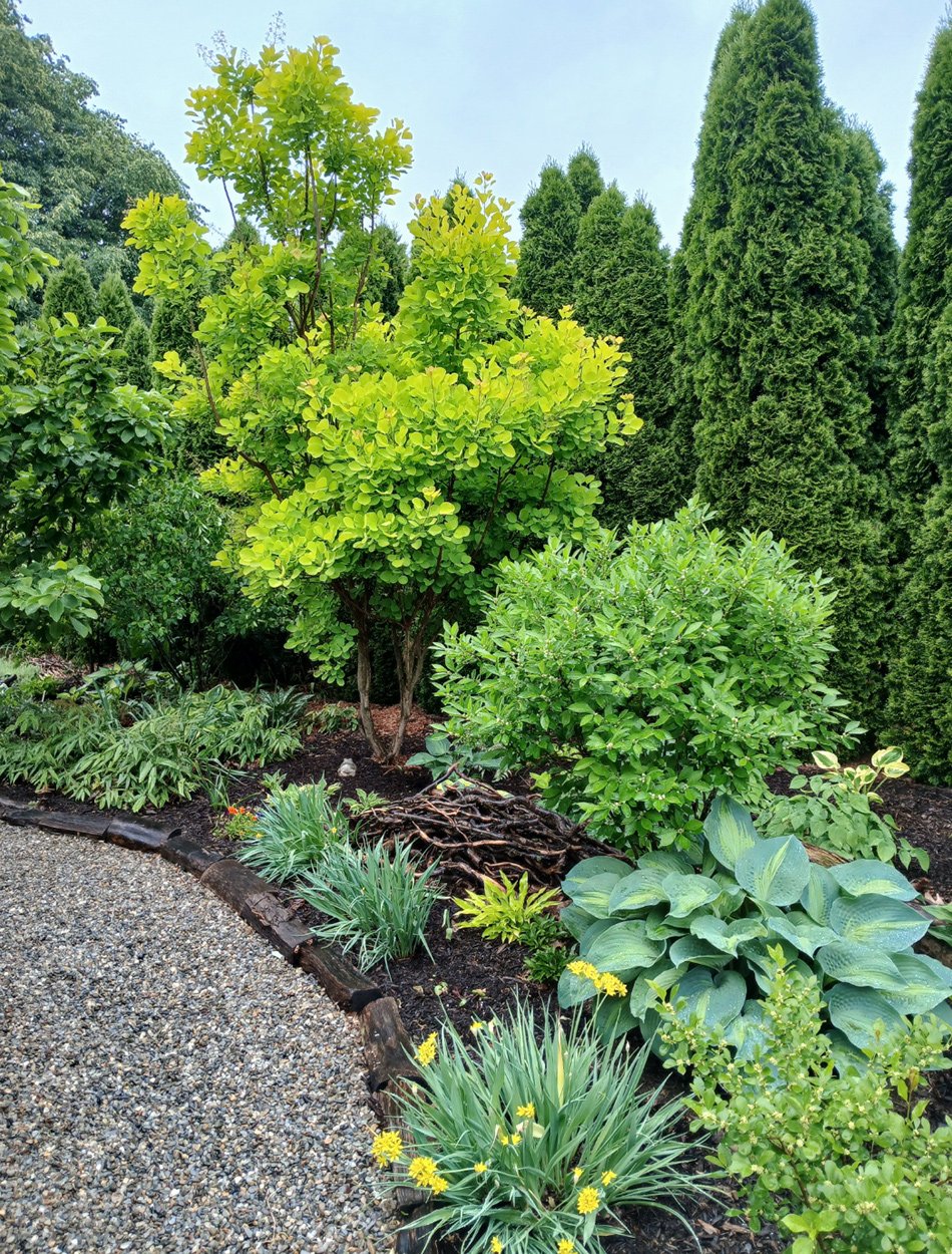 back yard garden bed with lots of green plants