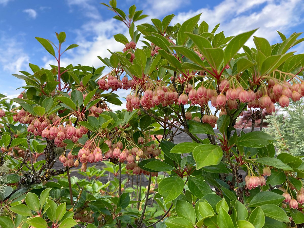 shrub with clusters of pink-red flowers