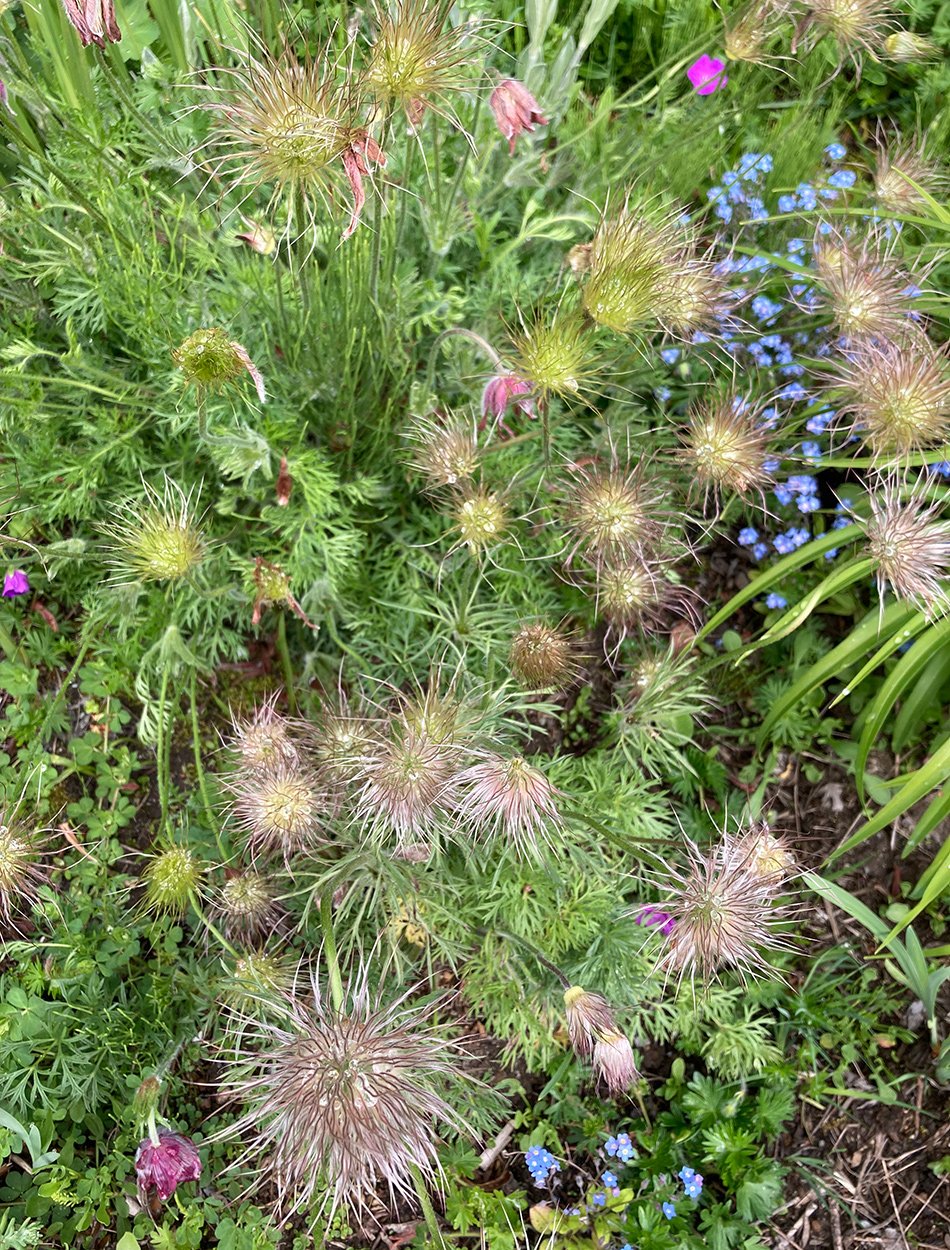 plant with fluffy purple flowers