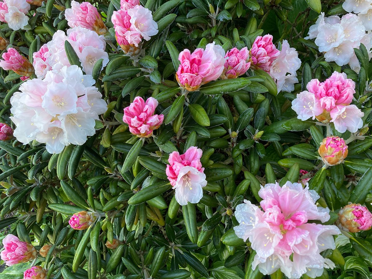 light pink rhododendron blooms