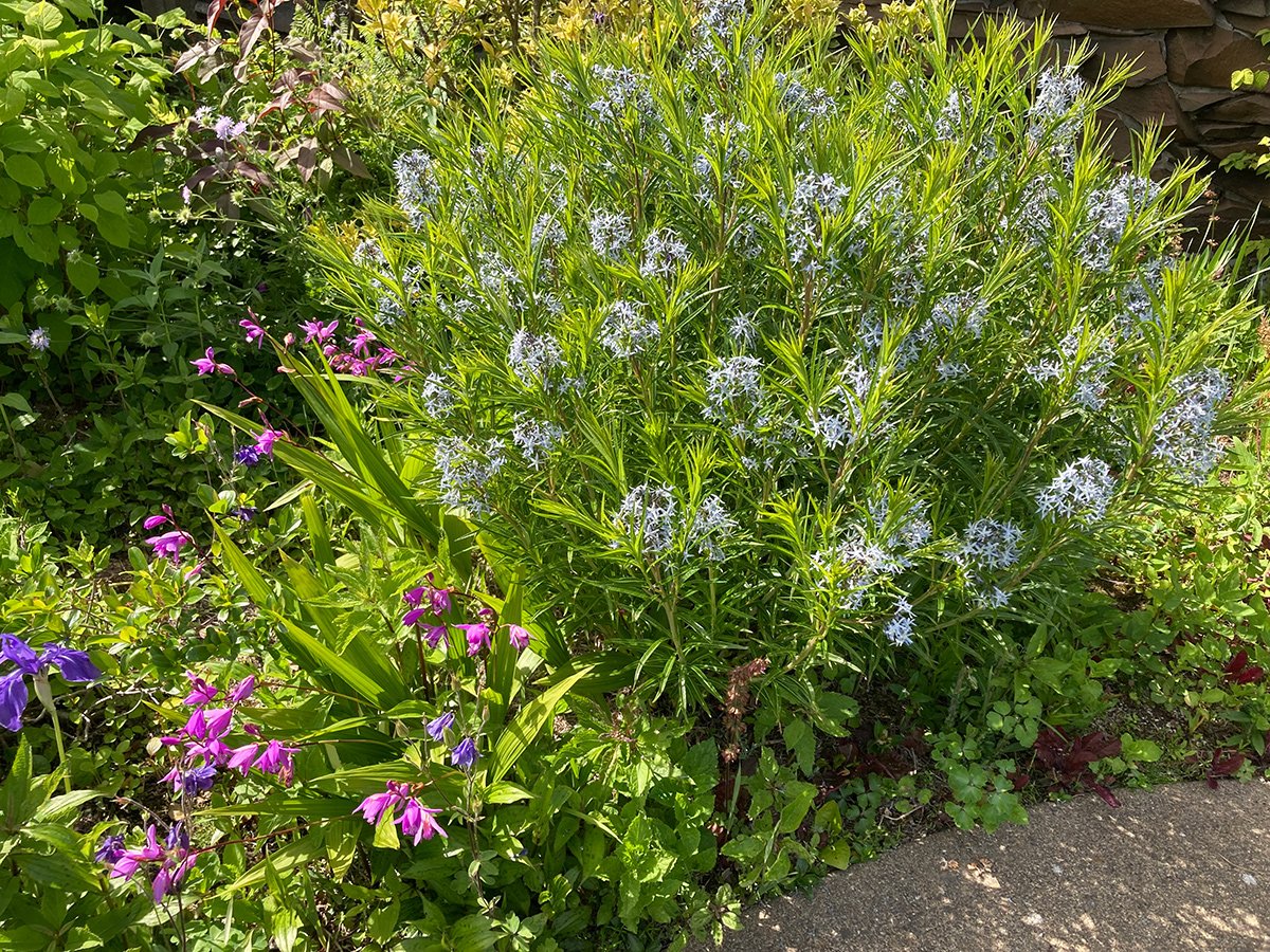 small blue flowers paired with bright purple flowers