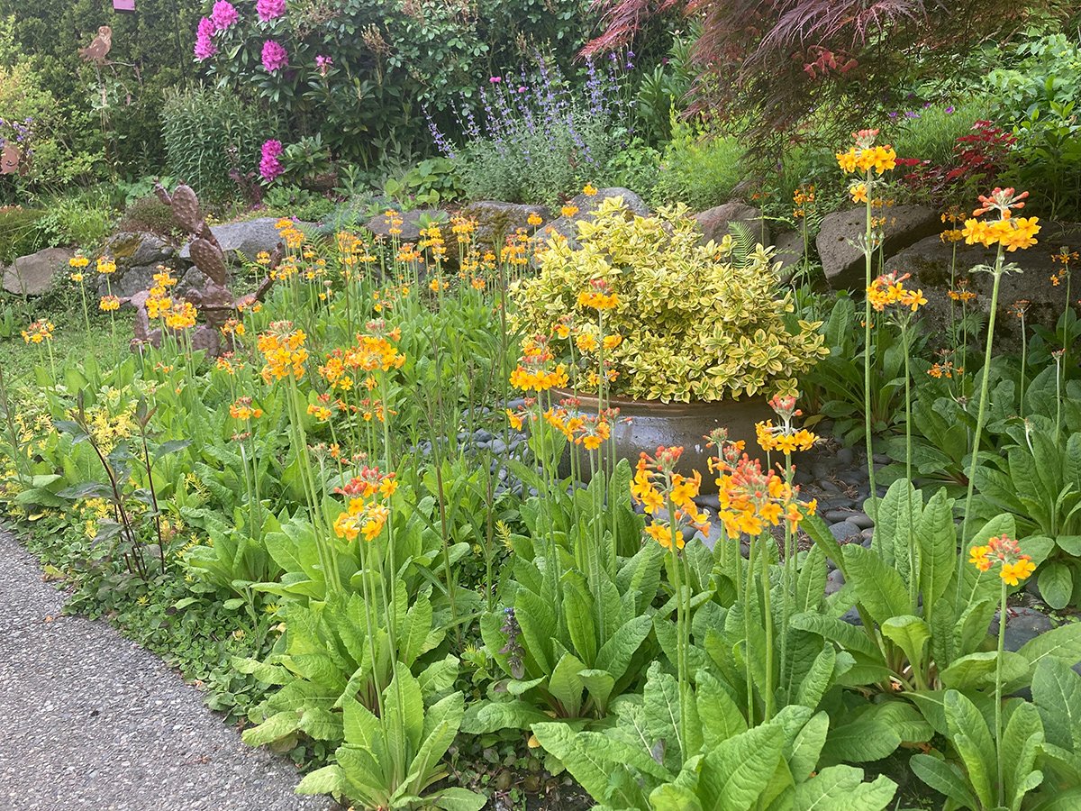 orange flowers in spring garden