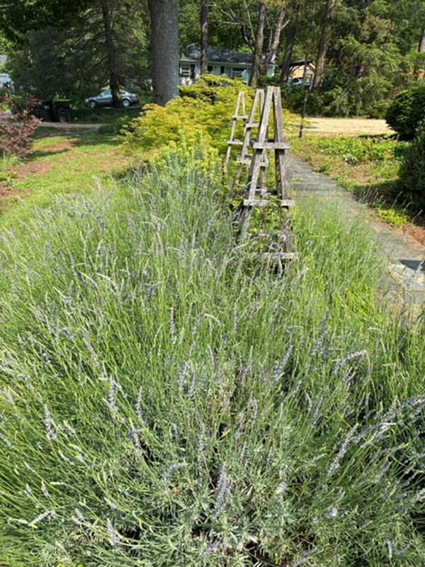 large lavender plants