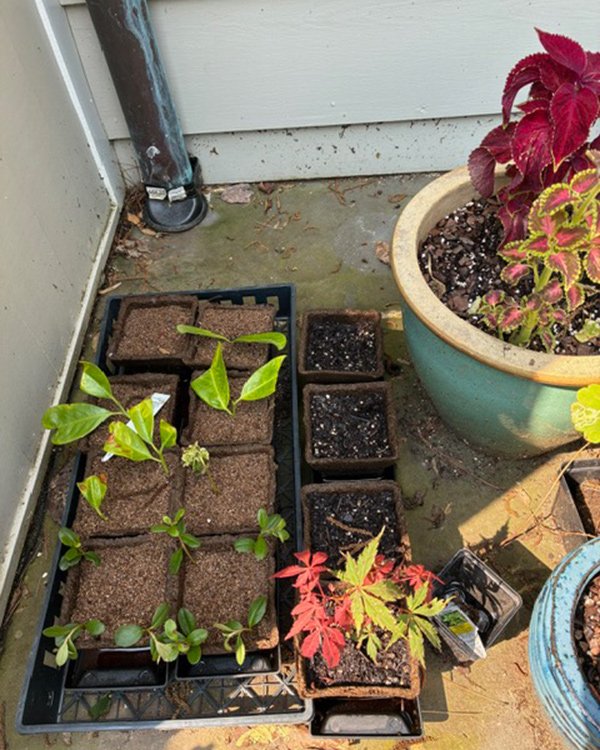 trays of propagations on porch 