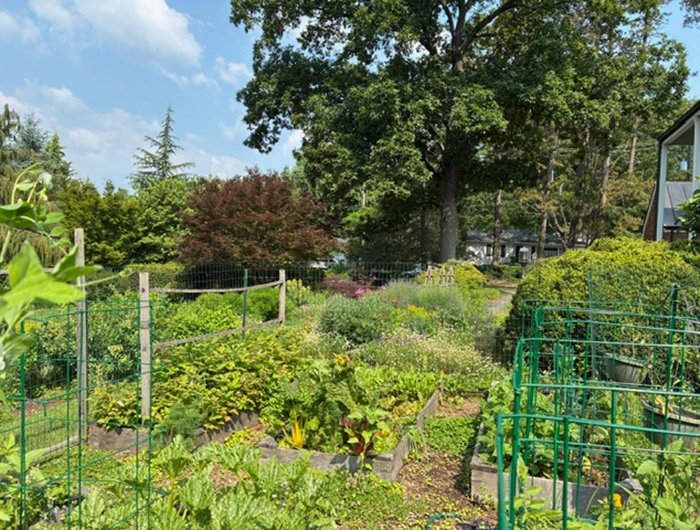 vegetable garden