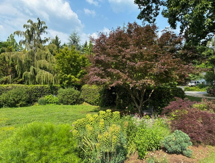 garden with lots of trees and shrubs