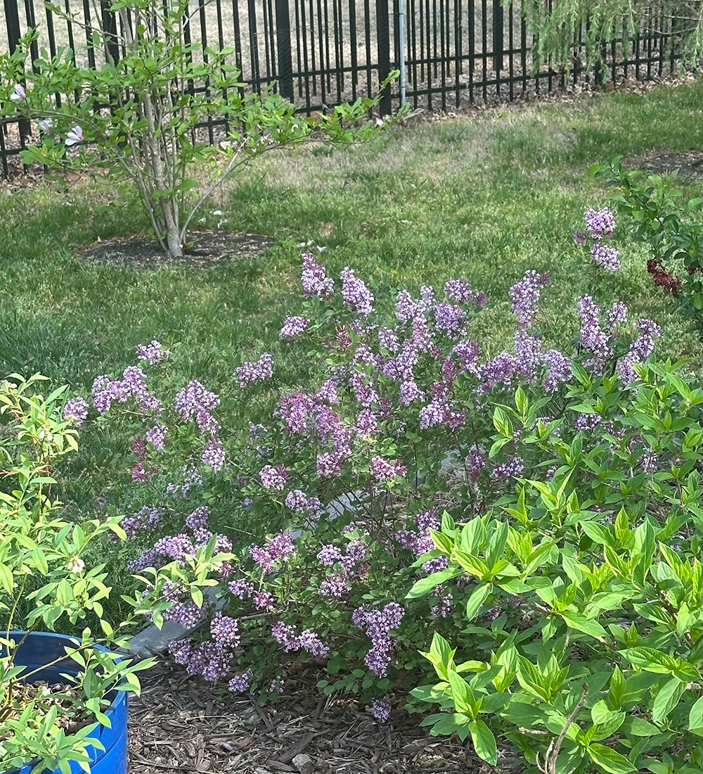 Baby Kim lilac