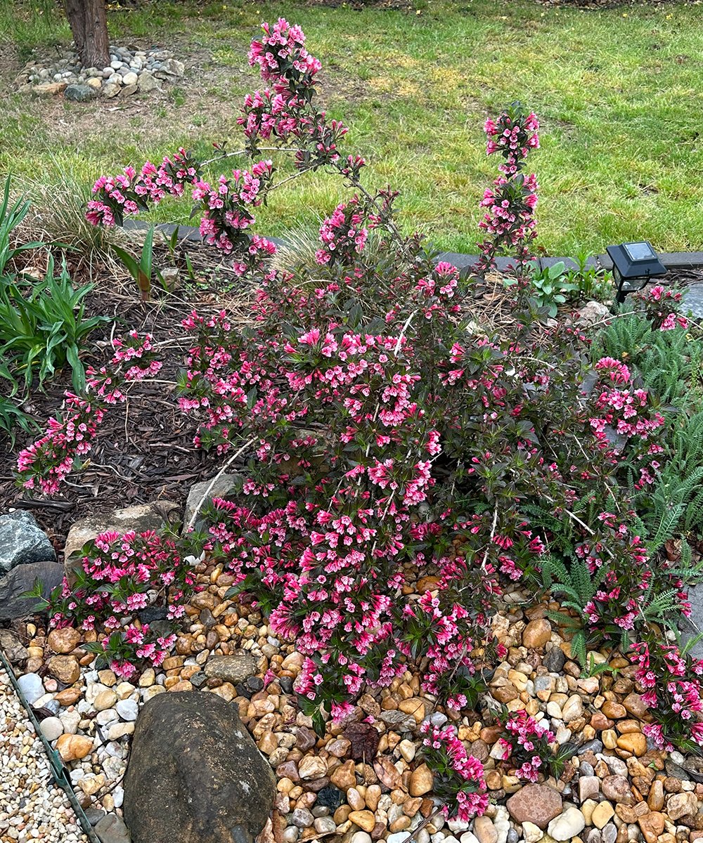 small shrub covered in bright pink flowers