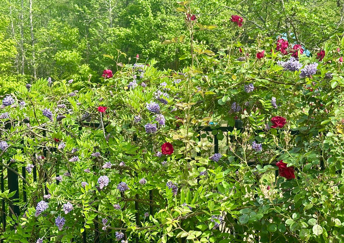 red and purple flowers vining on fence