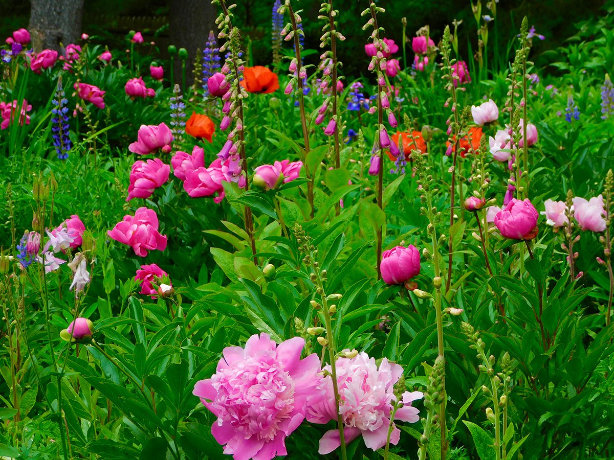 various pink peonies in garden