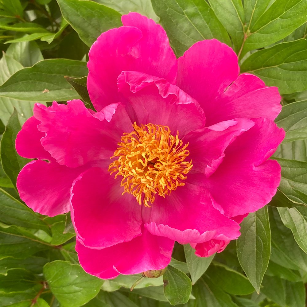 close up of bright pink peony
