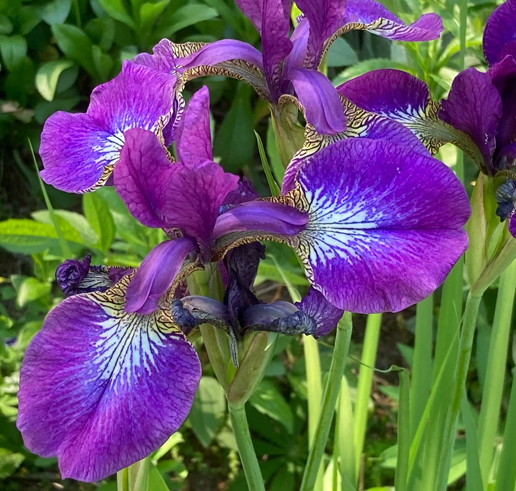 close up of bright purple iris
