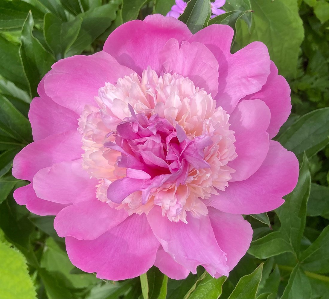 close up of frilly pink peony