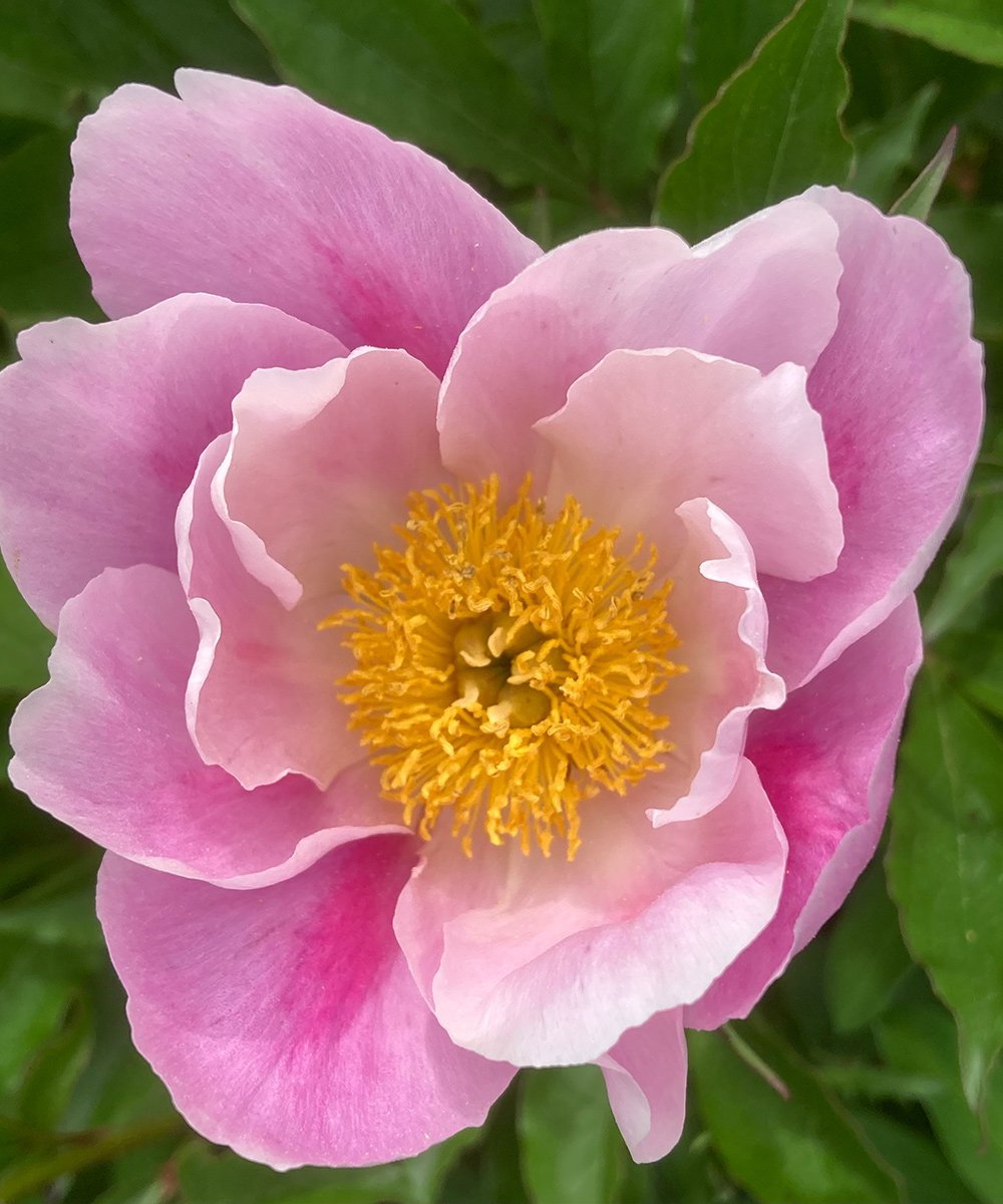 close up of light pink peony