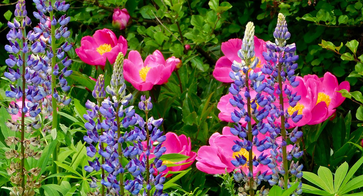 bright pink peonies behind purple lupine