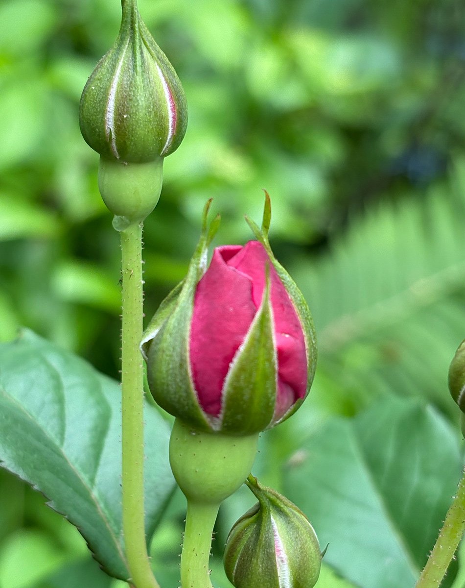 red rose bud