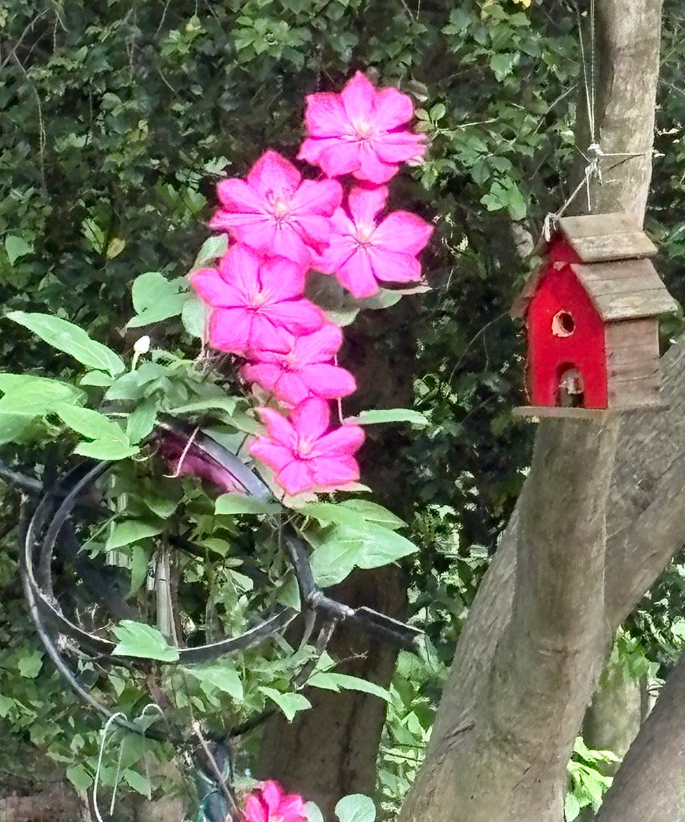 bright pink clematis next to red bird house