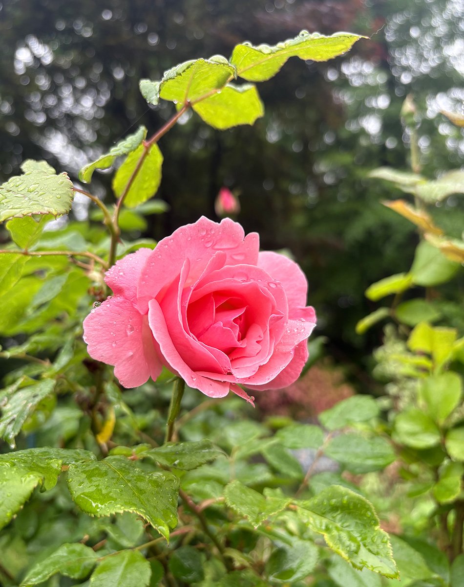 light pink rose