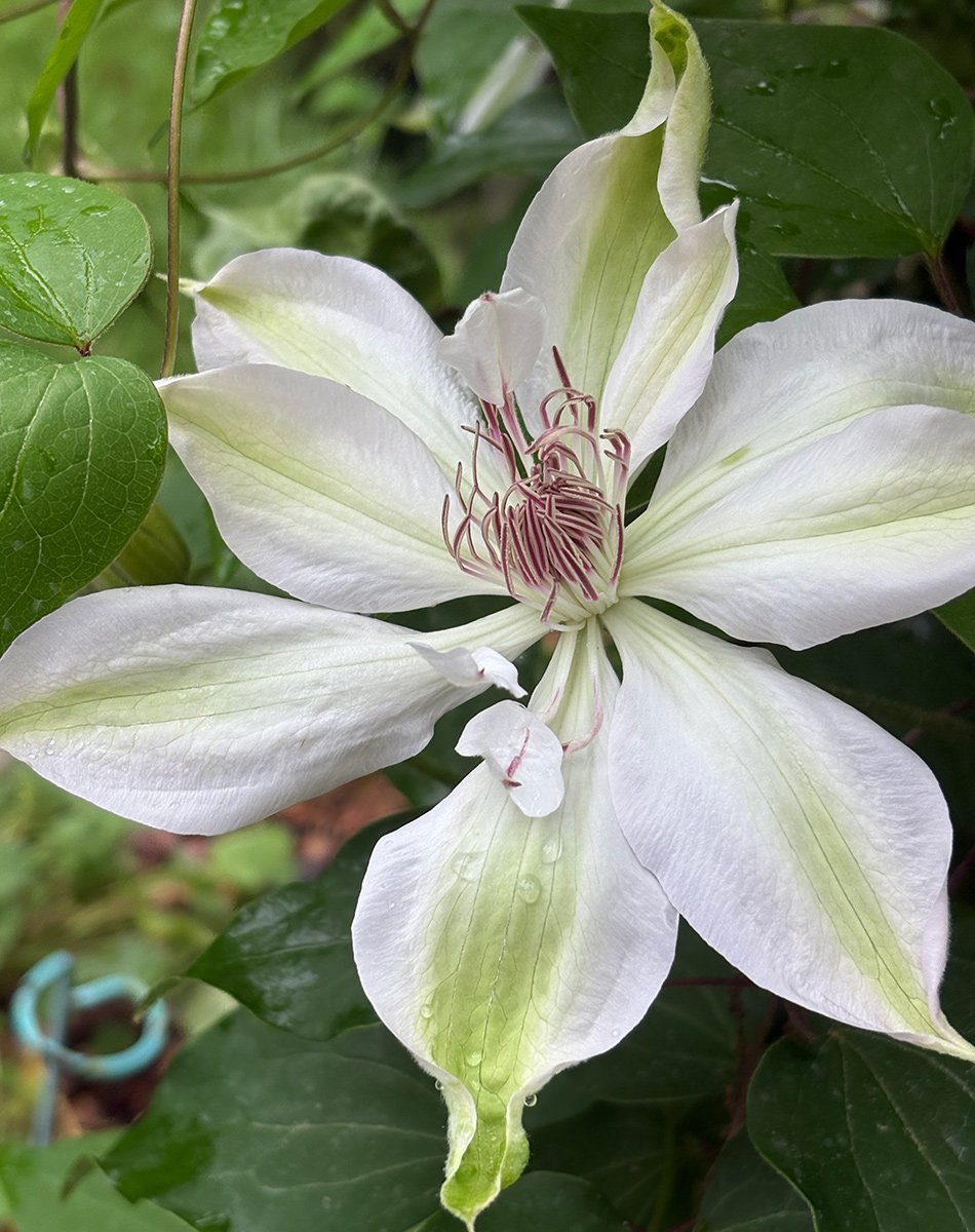 white and green striped clematis flower