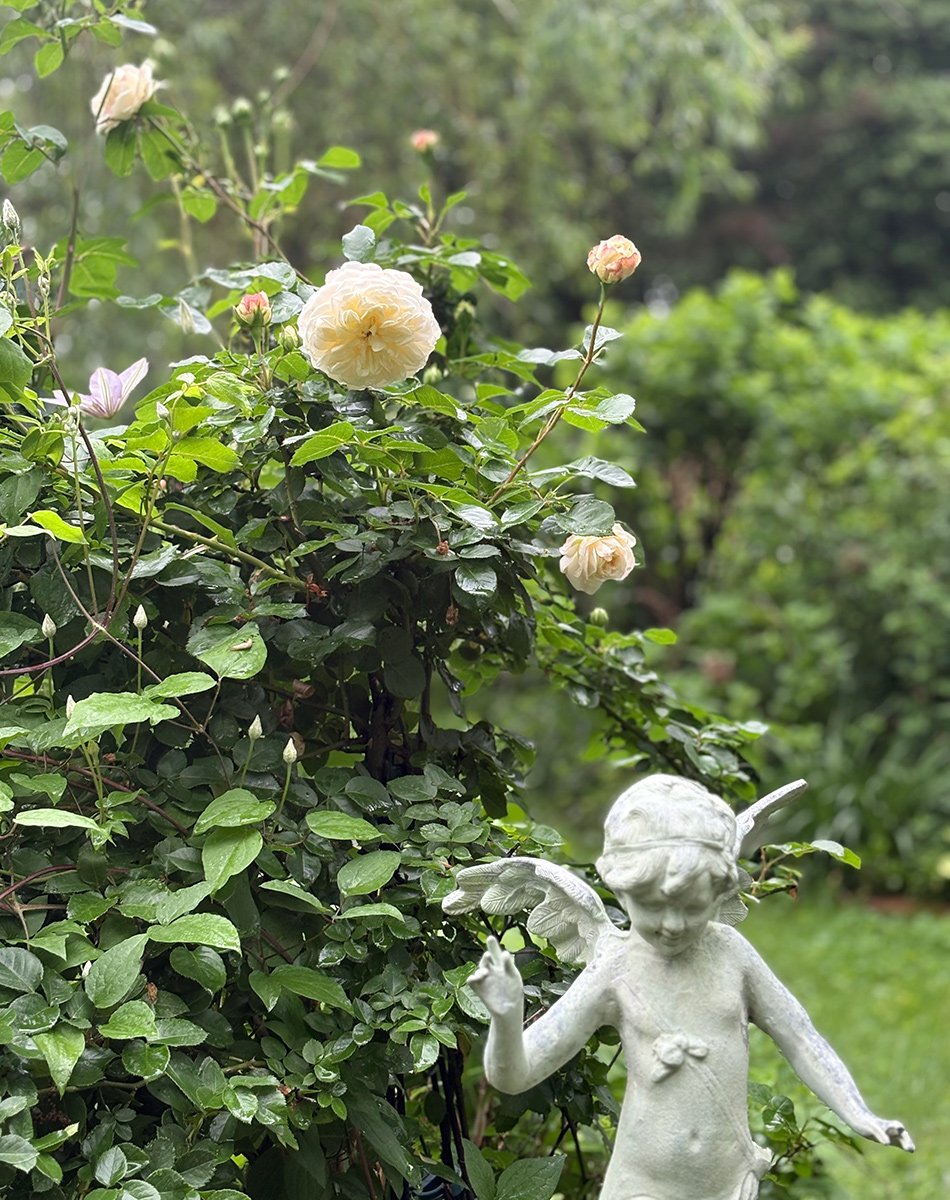 creamy white rose of cherub sculpture