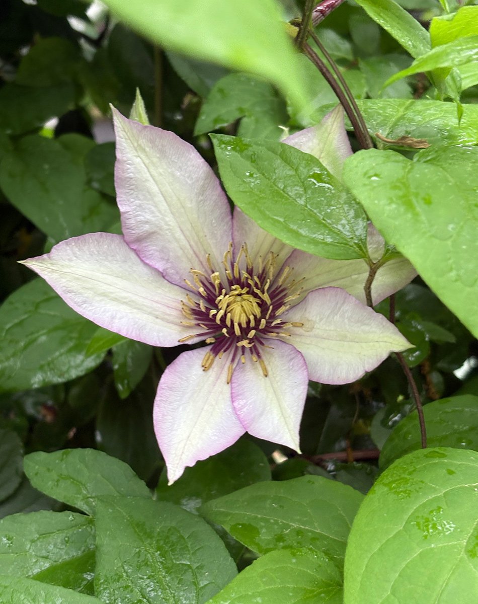 white clematis with purple edges