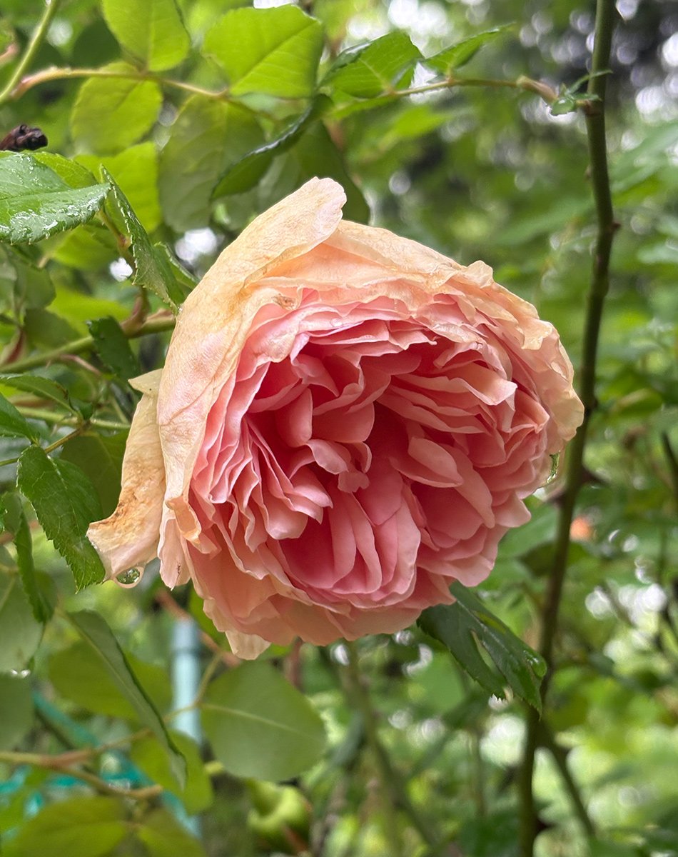 close up of peach double rose bloom