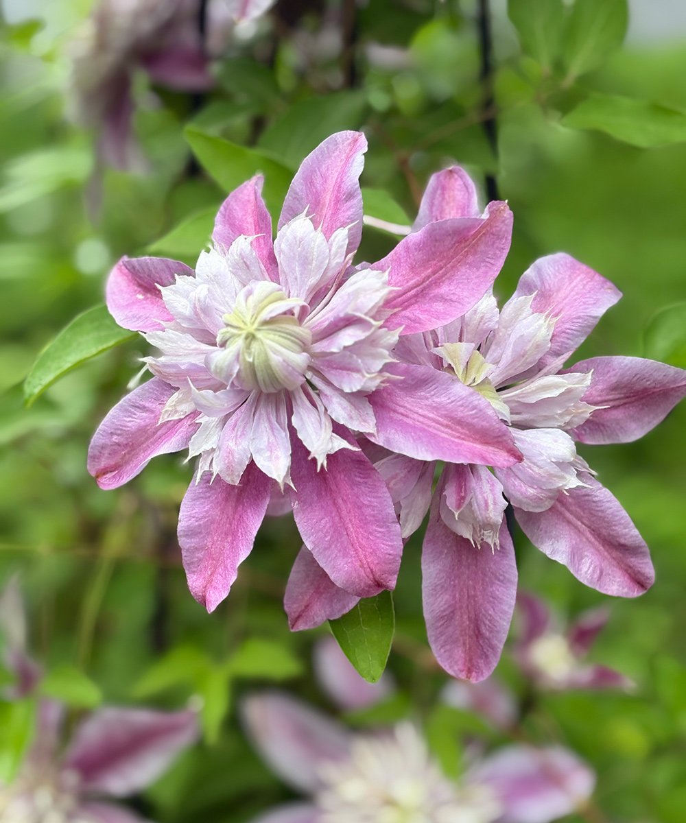 double pink clematis