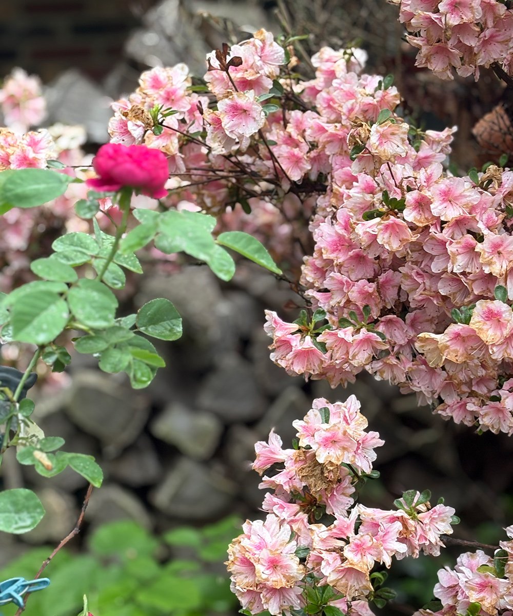 pink and white azalea next to bright pink rose