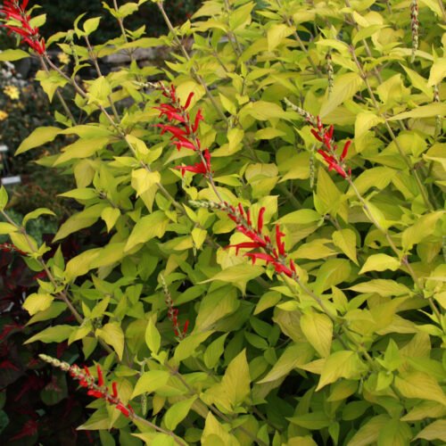 'Golden Delicious' pineapple sage