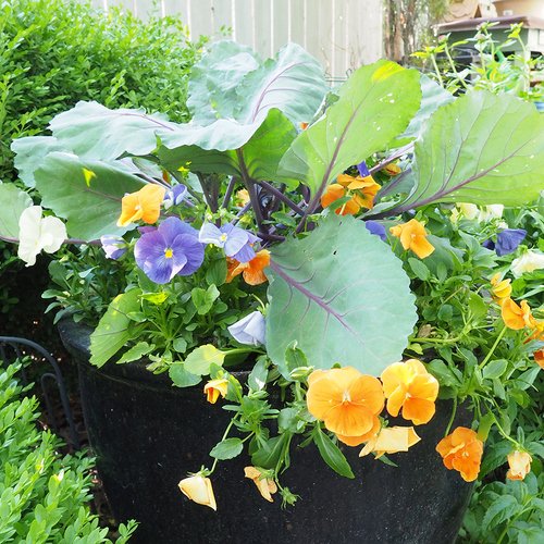 Hardy Spring Containers for Warm Days and Cold Nights