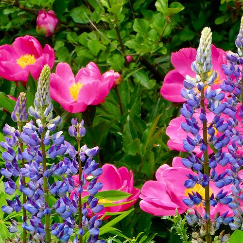 Heidi’s May Garden in Connecticut