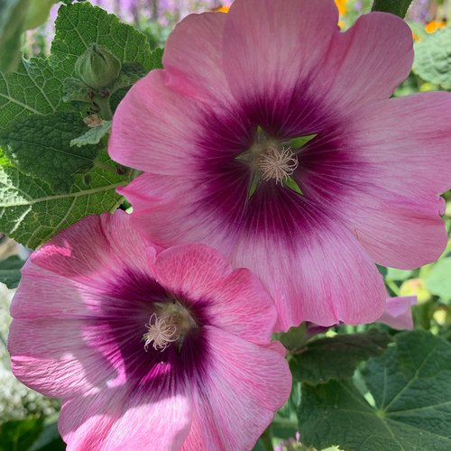 How to Avoid Rust and Have Success Growing Hollyhocks