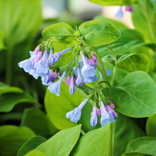 How to Grow Virginia Bluebells