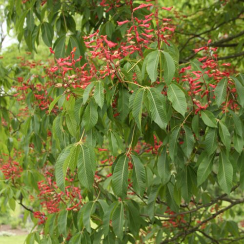 Aesculus pavia