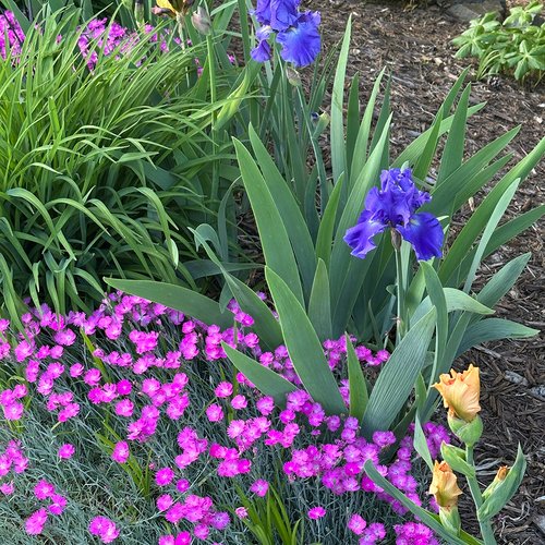 Irises and More in Beth’s North Carolina Garden