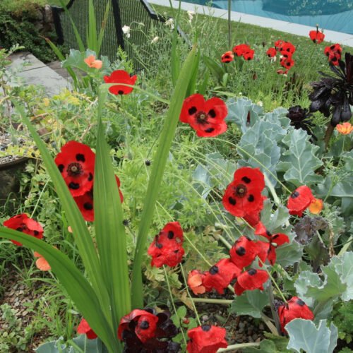 'Ladybird' poppy courtesy of Erin Schanen