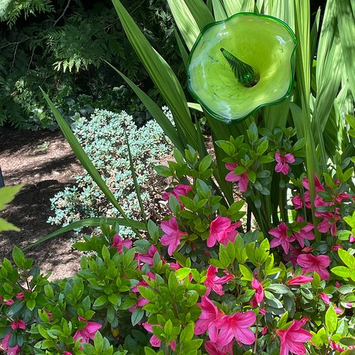 Lila’s Azaleas in Washington – Fine Gardening