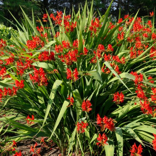 'Lucifer' crocosmia