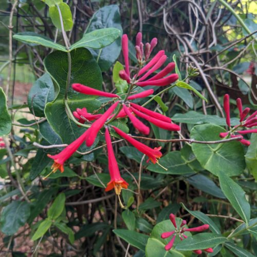 Major Wheeler lonicera