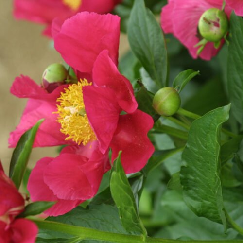 Paeonia America