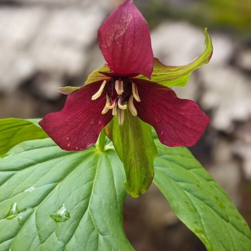 Red trillium