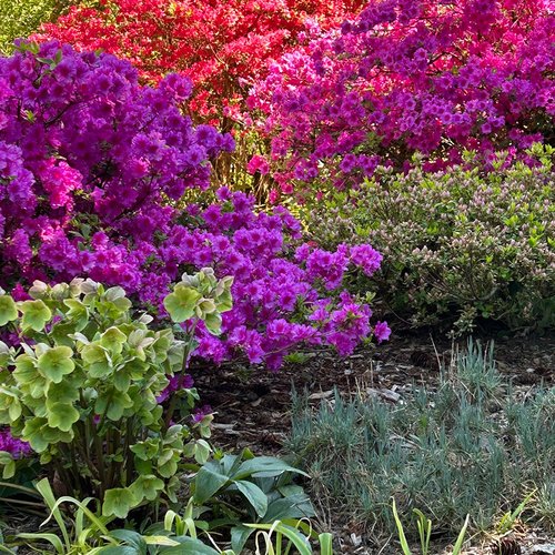 Spring Flowering Shrubs in Diana’s Washington Garden