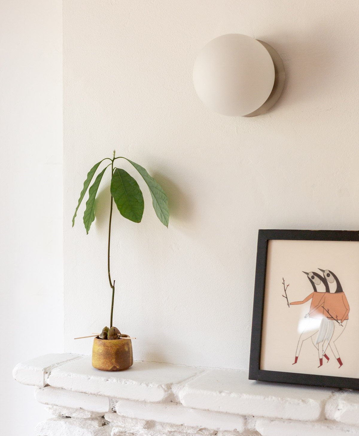 small avocado plant growing on fireplace mantle in all white living room 