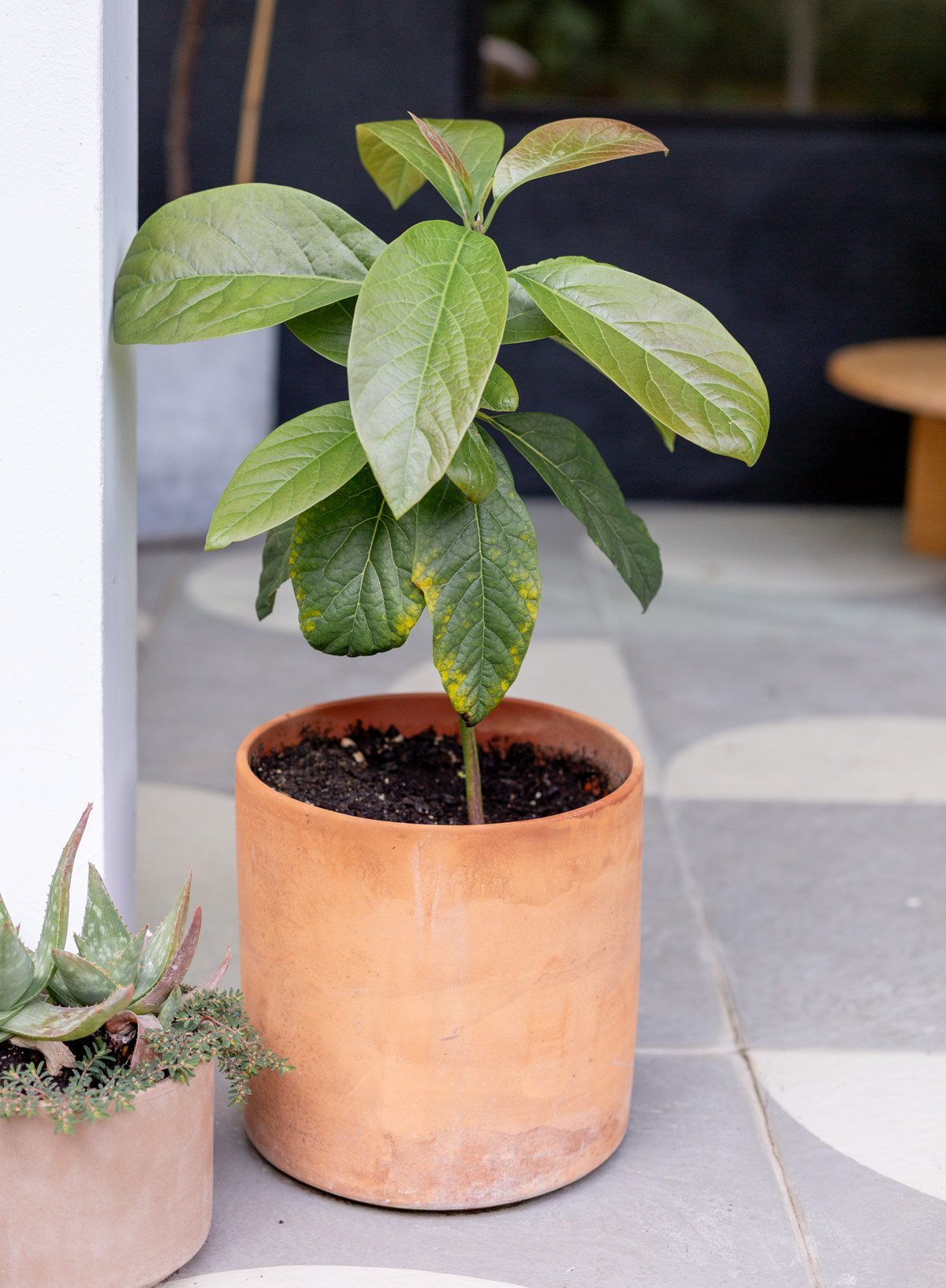 small avocado tree grown from an avocado pit
